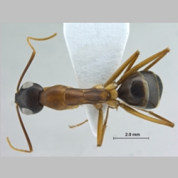 Camponotus oasium Forel, 1890 dorsal