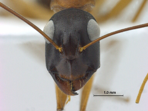 Camponotus oasium Forel, 1890 frontal