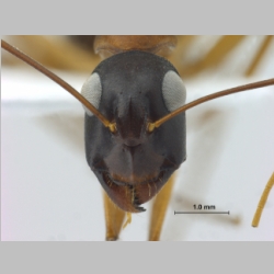 Camponotus oasium Forel, 1890 frontal