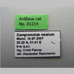 Camponotus oasium Forel, 1890 Label