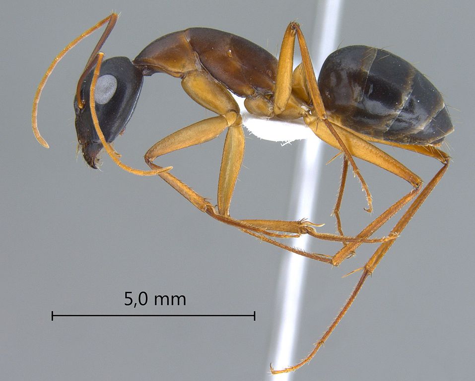 Foto Camponotus oasium Forel, 1890 lateral