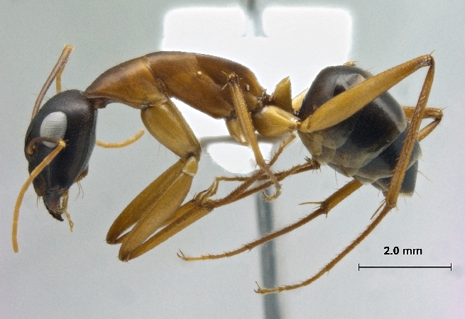 Camponotus oasium Forel, 1890 lateral