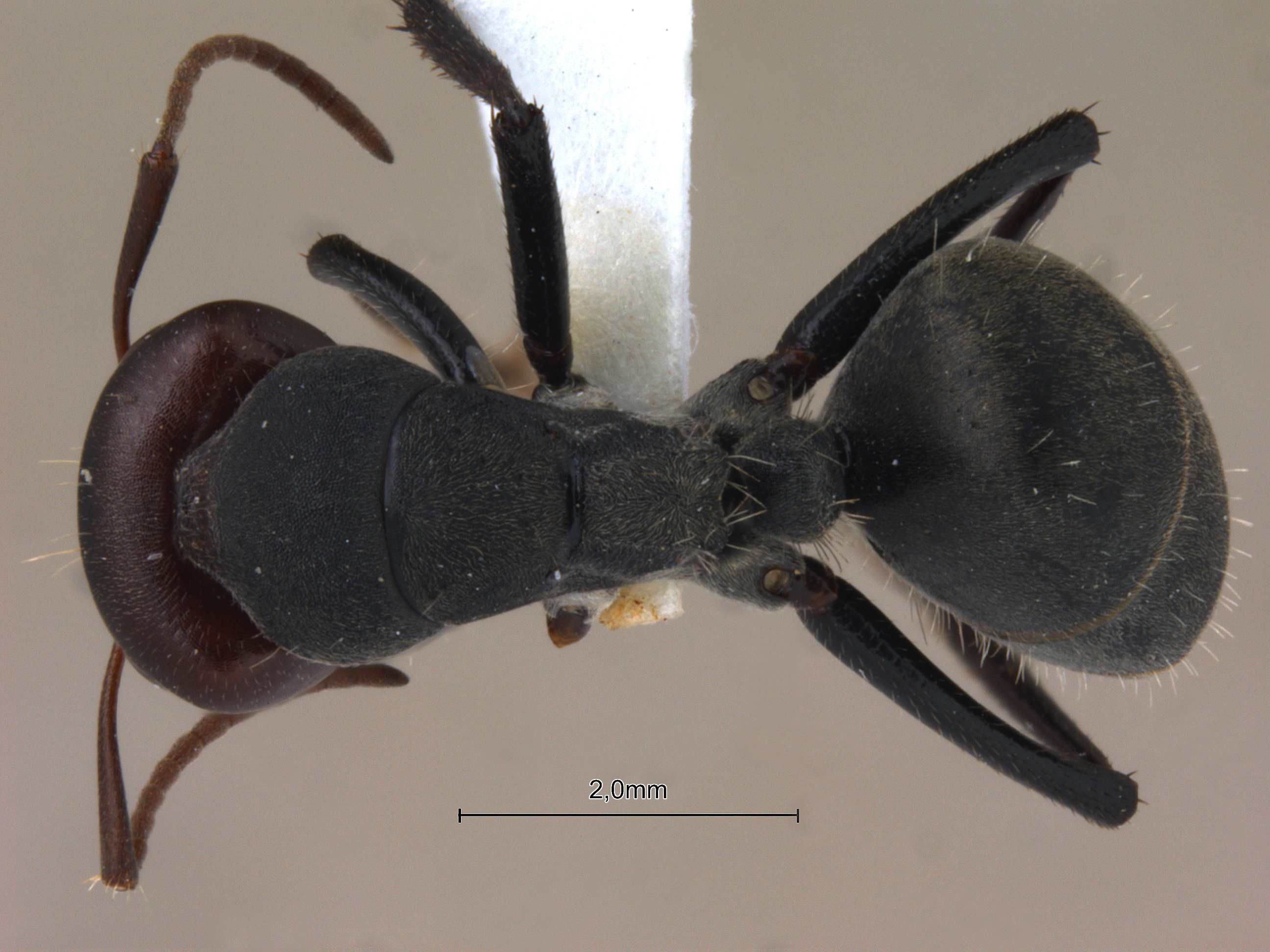 Foto Camponotus opaciventris Mayr, 1879 dorsal