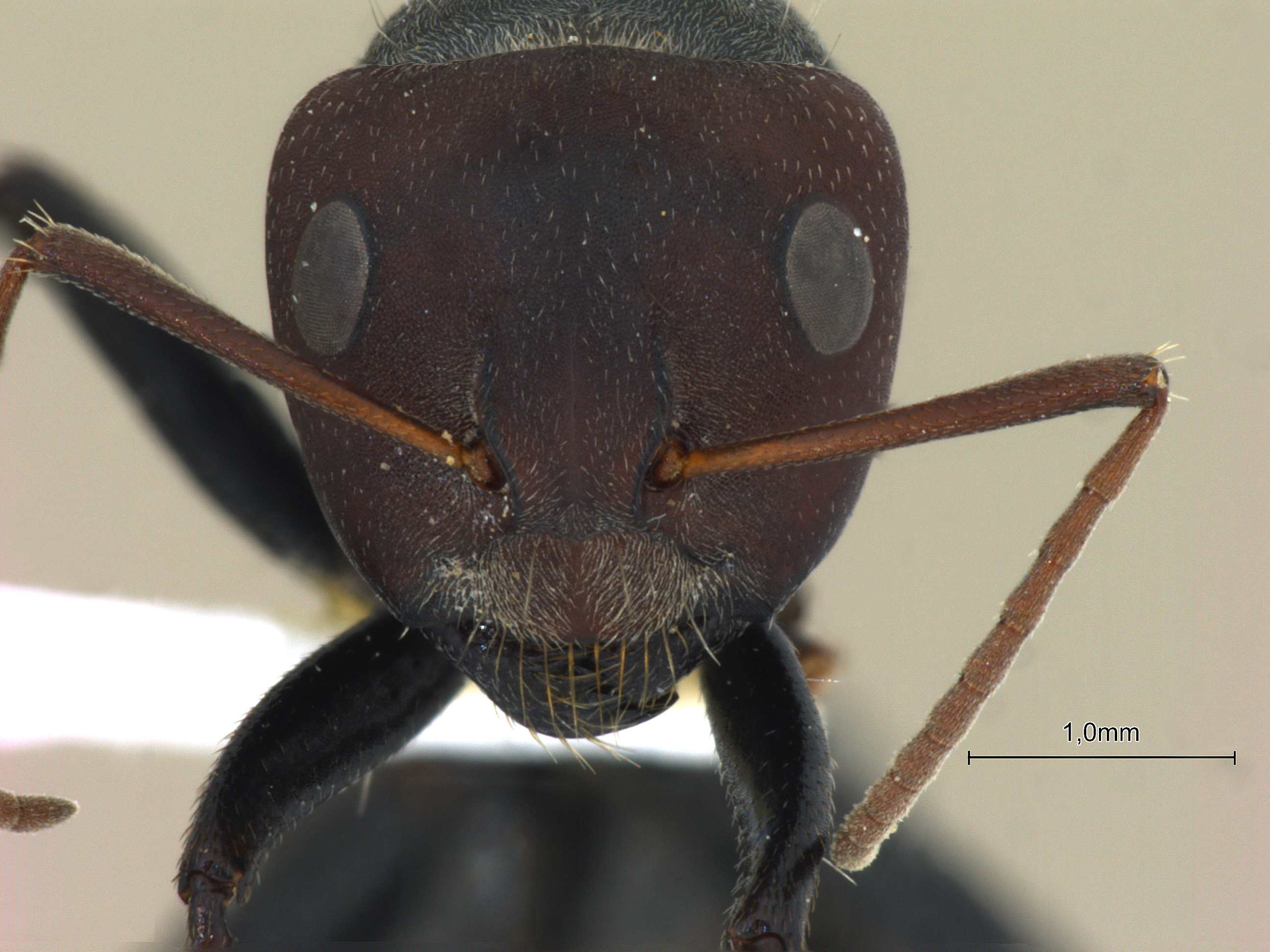 Foto Camponotus opaciventris Mayr, 1879 frontal