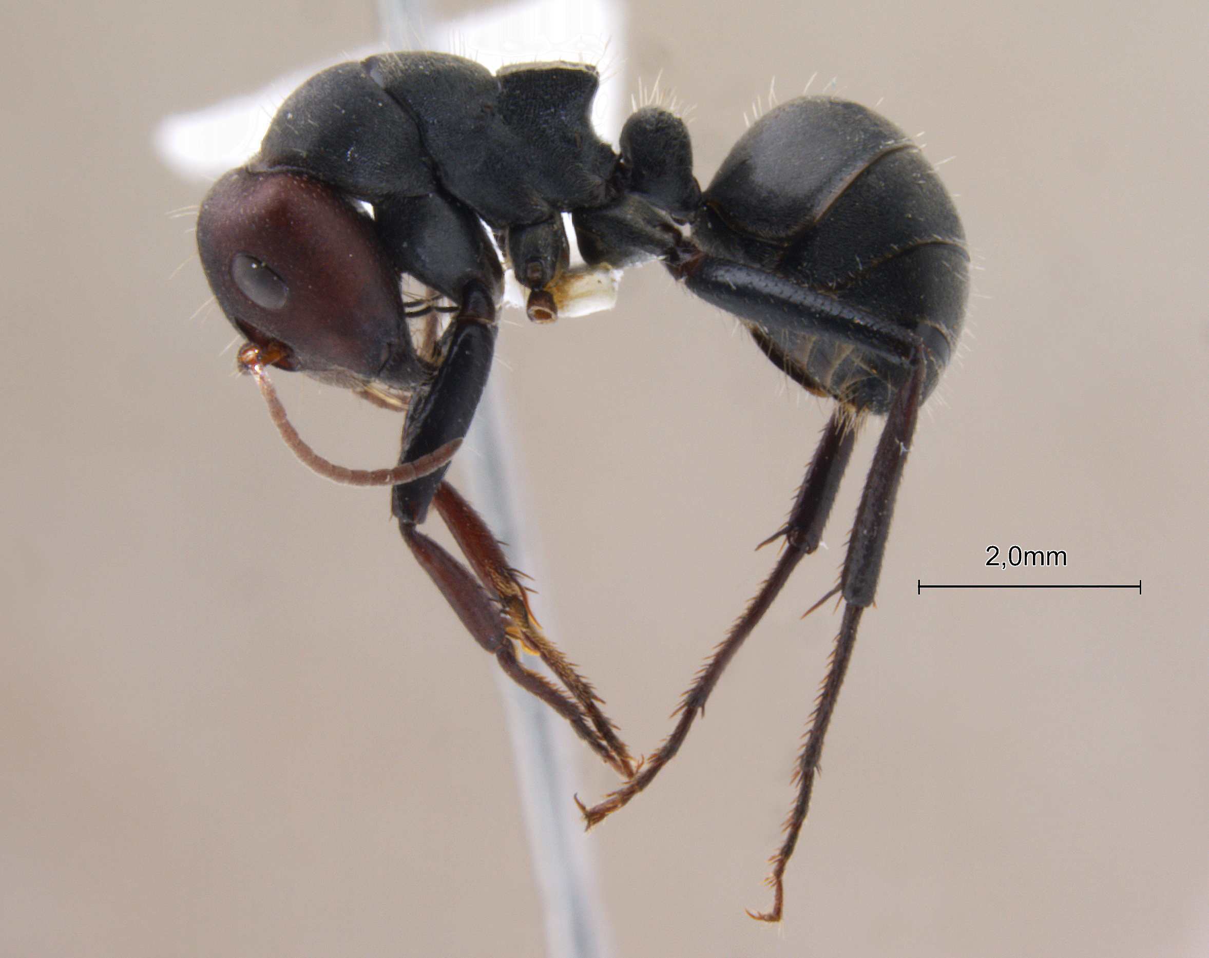 Foto Camponotus opaciventris Mayr, 1879 lateral