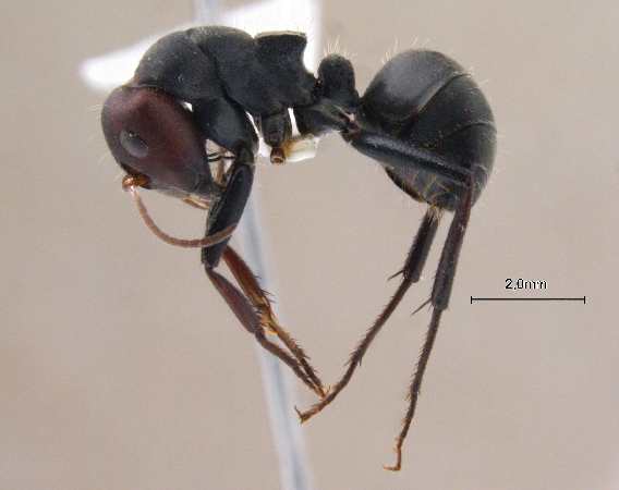 Camponotus opaciventris Mayr, 1879 lateral