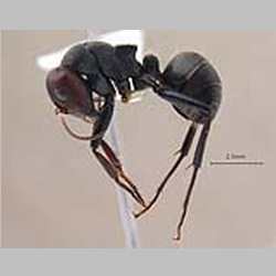 Camponotus opaciventris Mayr, 1879 lateral