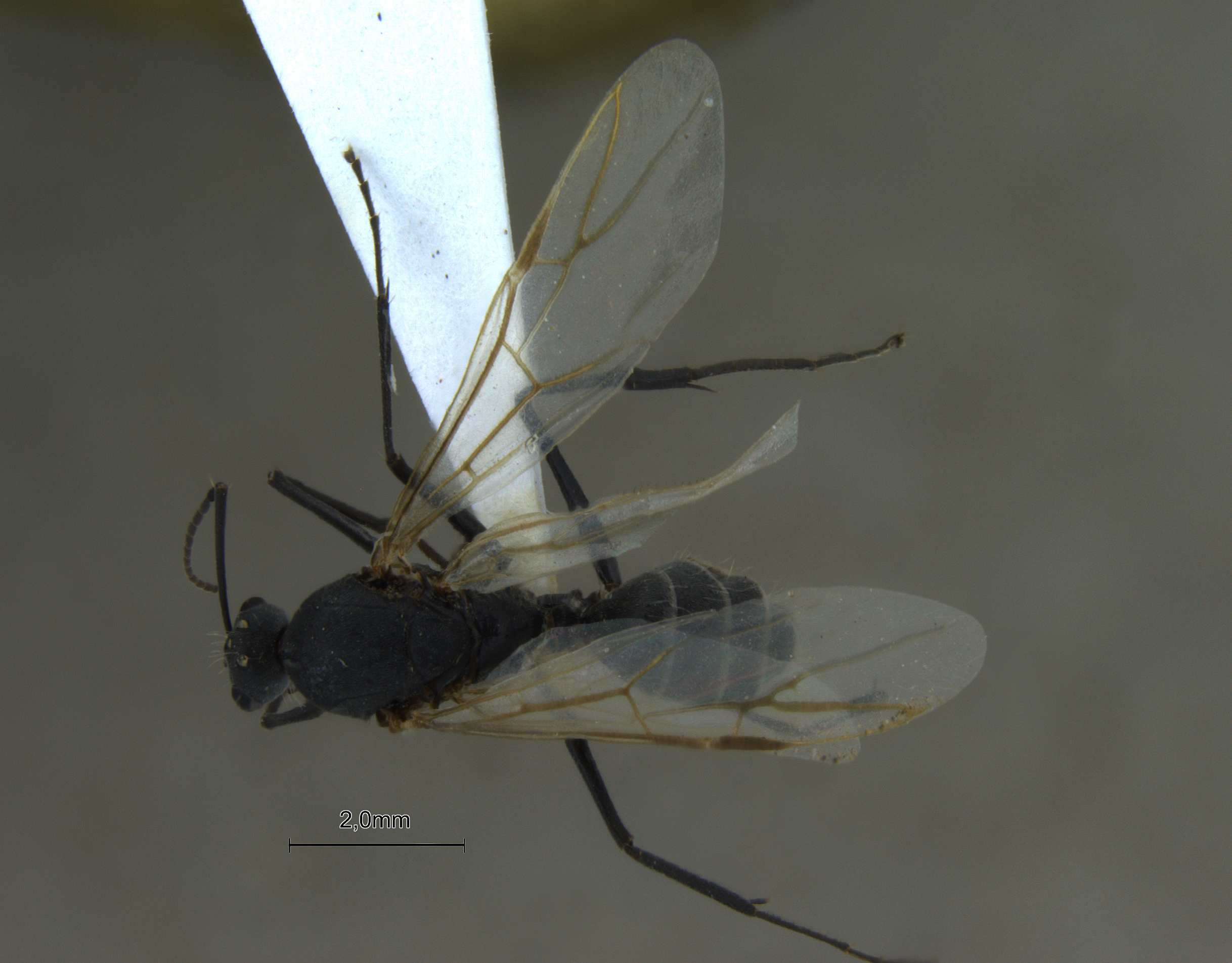 Foto Camponotus parius Emery, 1889 dorsal
