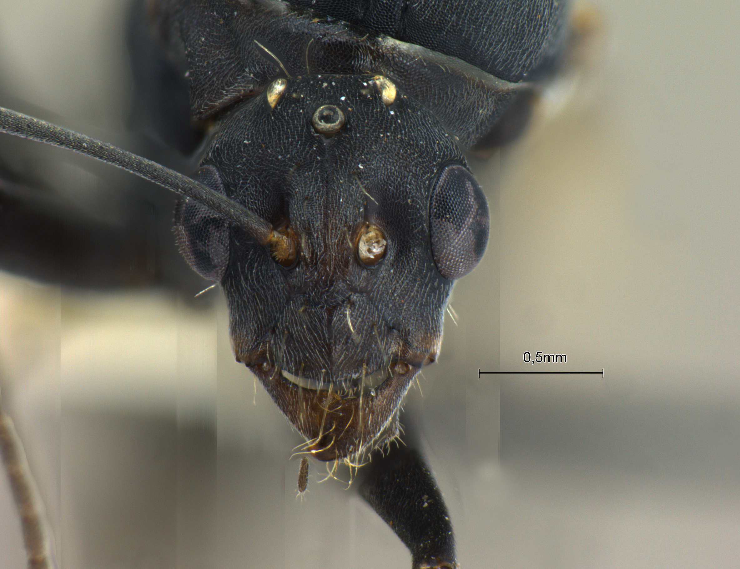 Foto Camponotus parius Emery, 1889 frontal