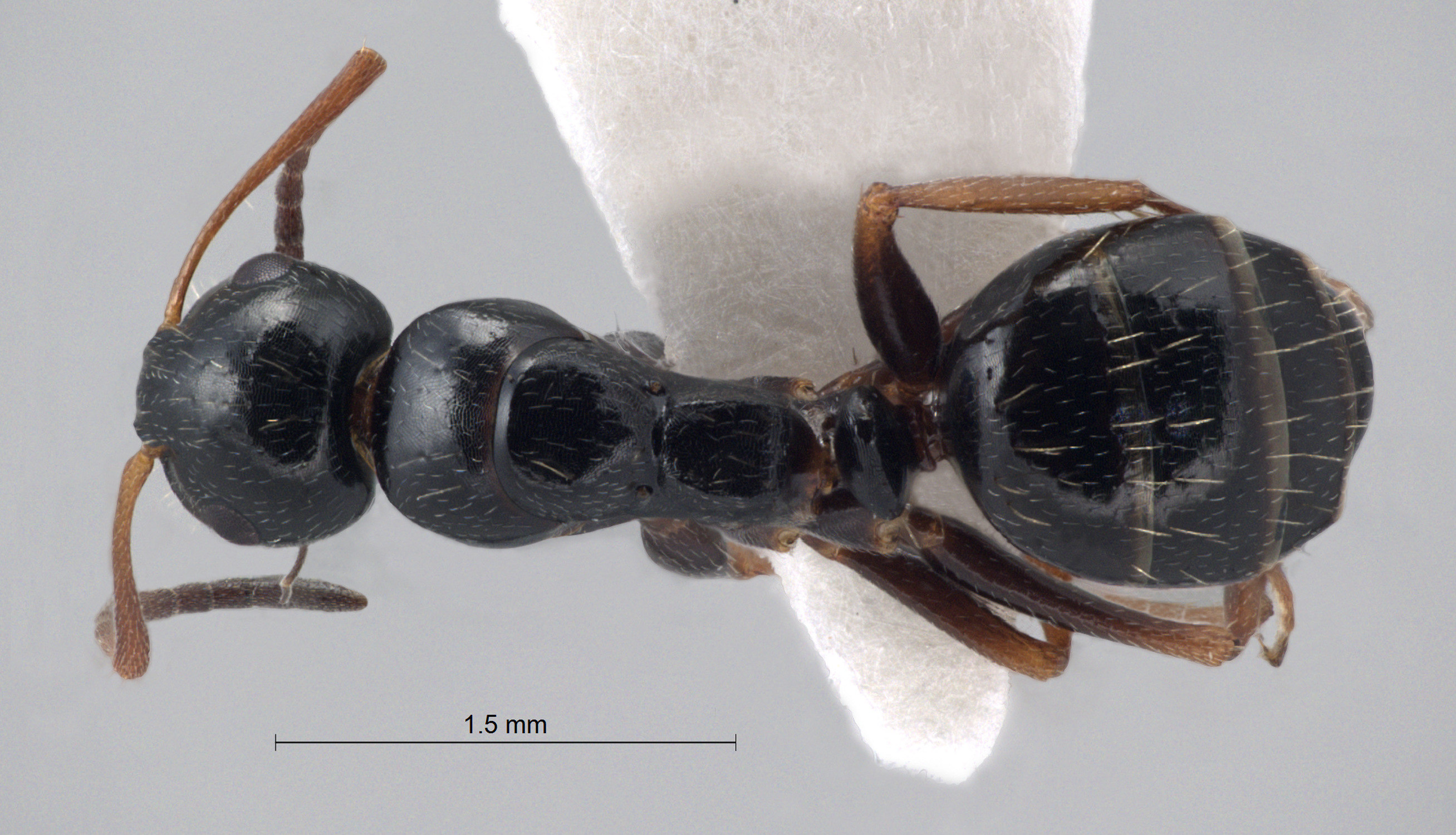 Foto Camponotus piceus (Leach, 1825) dorsal