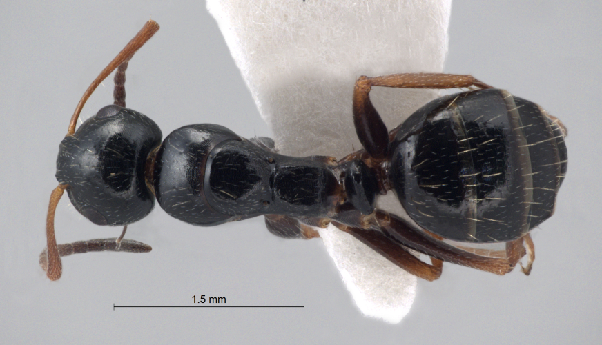 Camponotus piceus (Leach, 1825) dorsal