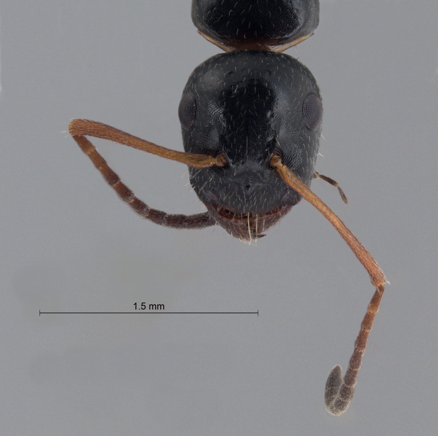 Foto Camponotus piceus (Leach, 1825) frontal