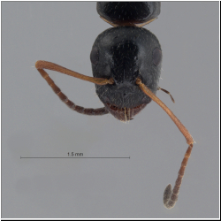 Camponotus piceus (Leach, 1825) frontal