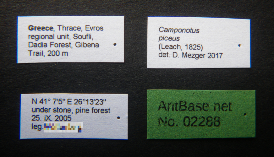 Foto Camponotus piceus (Leach, 1825) Label