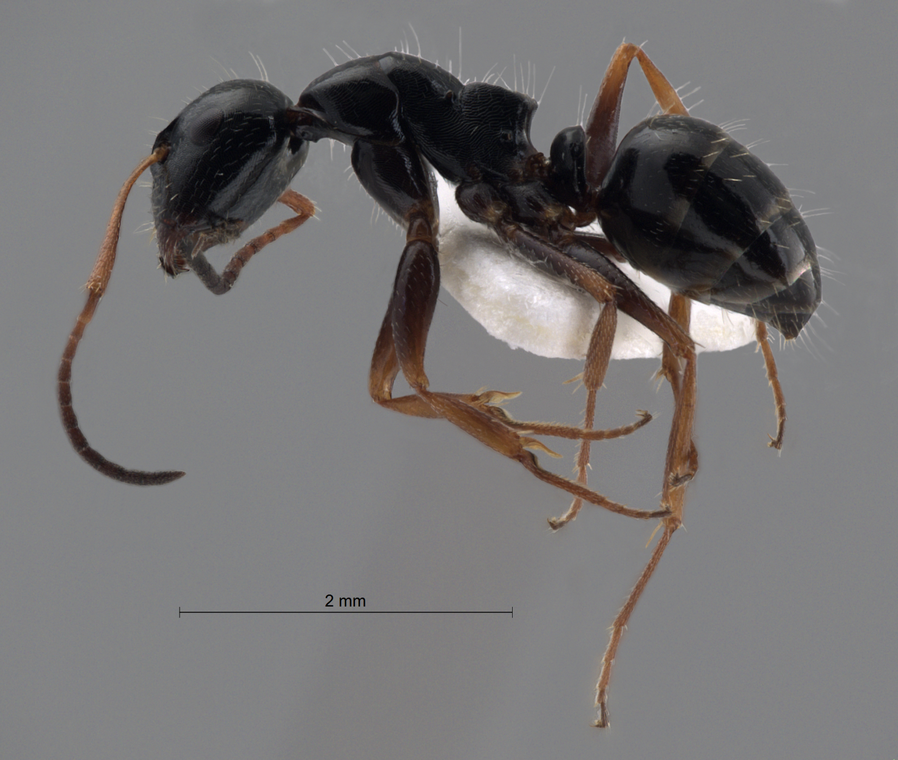 Foto Camponotus piceus (Leach, 1825) lateral