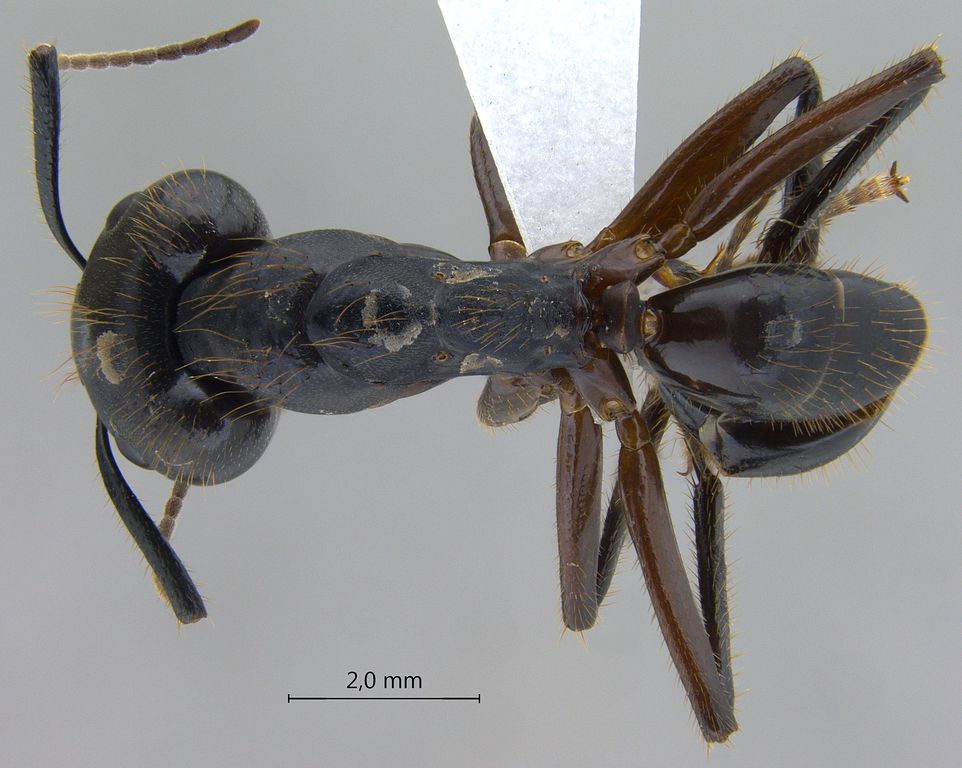 Foto Camponotus rufifemur Emery,1900 dorsal