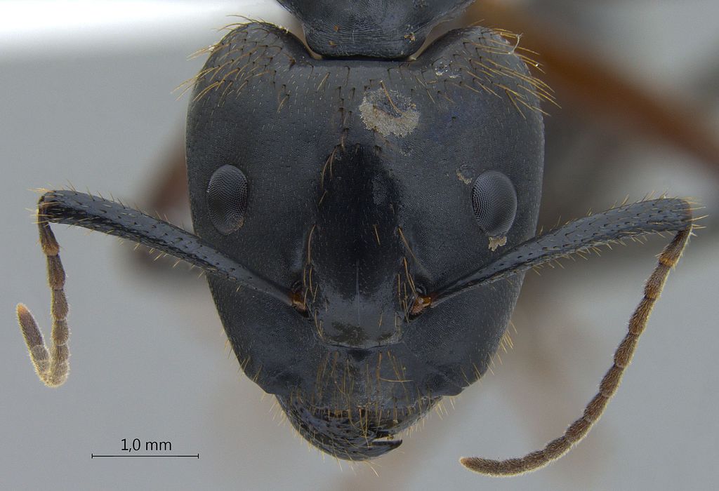 Foto Camponotus rufifemur Emery,1900 frontal