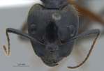 Camponotus rufifemur Emery,1900 frontal