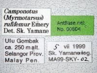 Camponotus rufifemur Emery,1900 Label