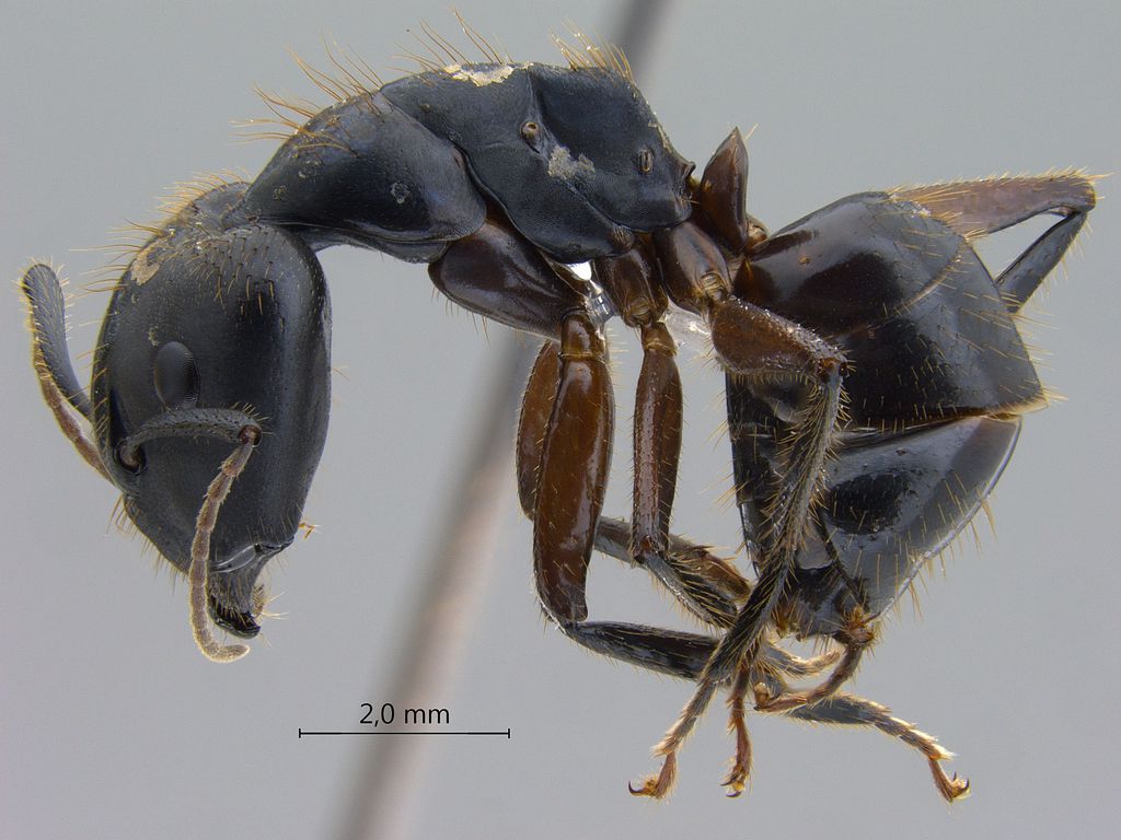 Foto Camponotus rufifemur Emery,1900 lateral