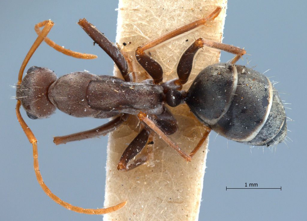Foto Camponotus rufoglaucus Jerdon, 1851 dorsal