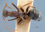 Camponotus rufoglaucus Jerdon, 1851 dorsal