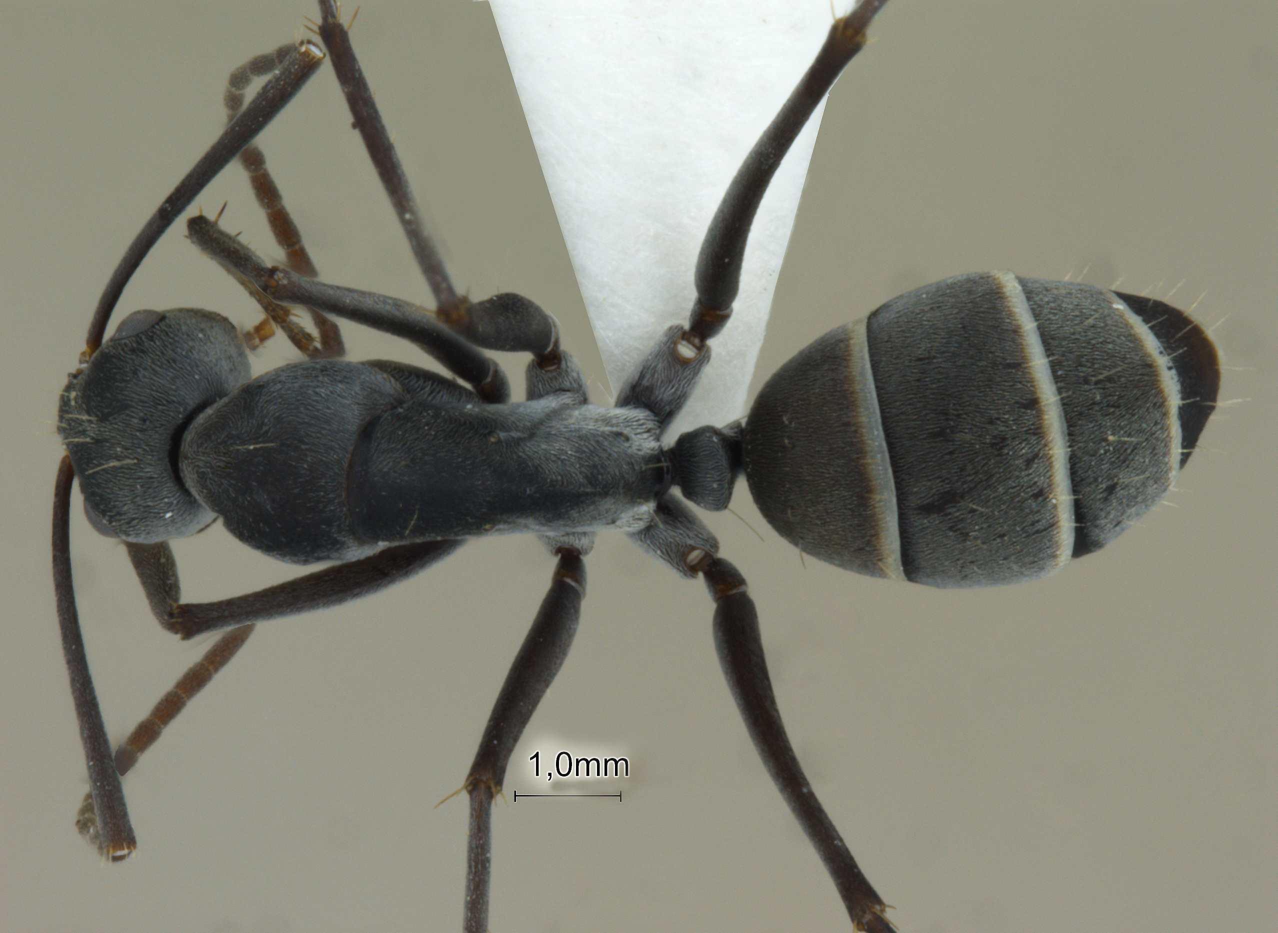 Foto Camponotus rufoglaucus Jerdon, 1851 dorsal