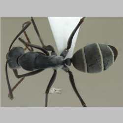 Camponotus rufoglaucus Jerdon, 1851 dorsal