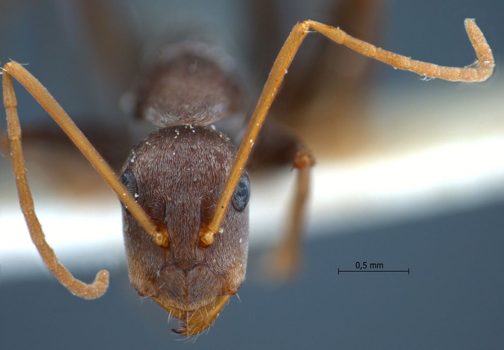Foto Camponotus rufoglaucus Jerdon, 1851 frontal