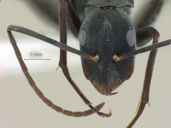 Camponotus rufoglaucus Jerdon, 1851 frontal