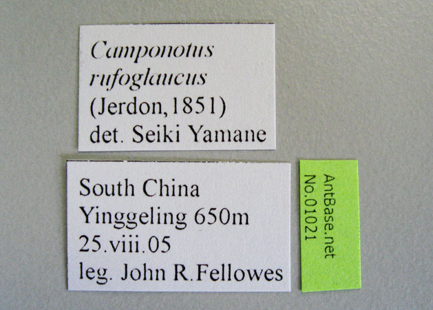 Camponotus rufoglaucus Jerdon, 1851 Label