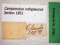 Camponotus rufoglaucus Jerdon, 1851 Label