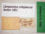 Camponotus rufoglaucus Jerdon, 1851 Label