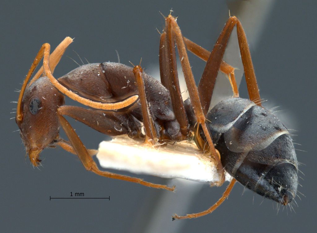 Foto Camponotus rufoglaucus Jerdon, 1851 lateral