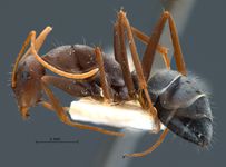 Camponotus rufoglaucus Jerdon, 1851 lateral