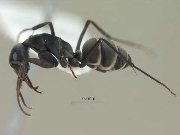 Camponotus rufoglaucus Jerdon, 1851 lateral