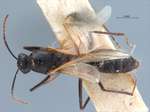 Camponotus rufoglaucus Jerdon, 1851 dorsal