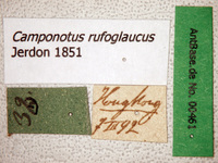 Camponotus rufoglaucus Jerdon, 1851 Label
