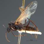 Camponotus rufoglaucus Jerdon, 1851 lateral