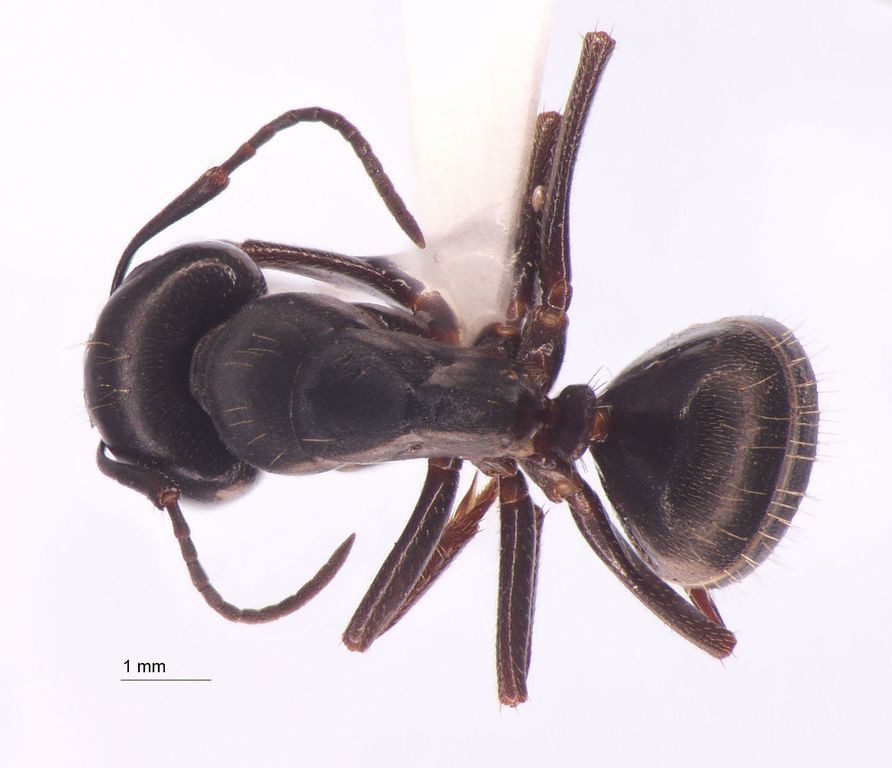 Foto Camponotus sachalinensis Forel, 1904 dorsal