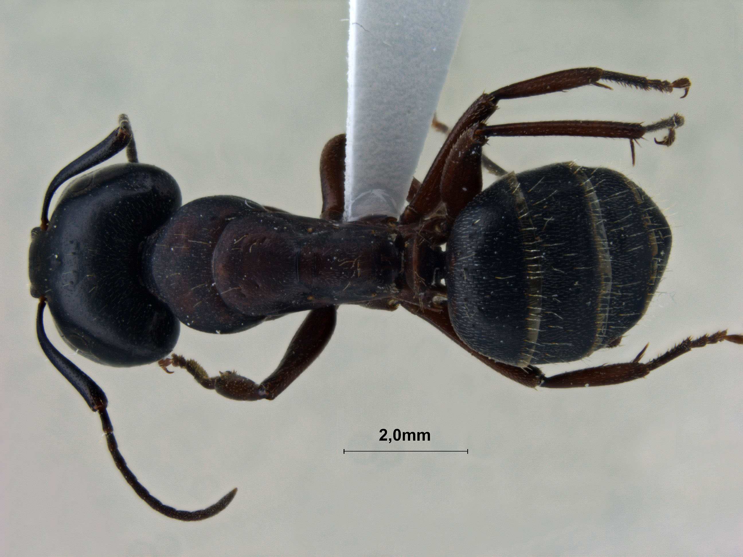 Foto Camponotus sachalinensis Forel, 1904 dorsal