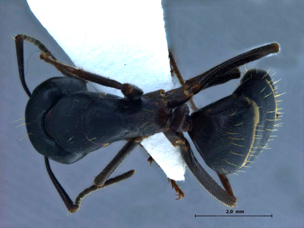 Camponotus sachalinensis Forel, 1904 dorsal