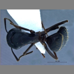 Camponotus sachalinensis Forel, 1904 dorsal