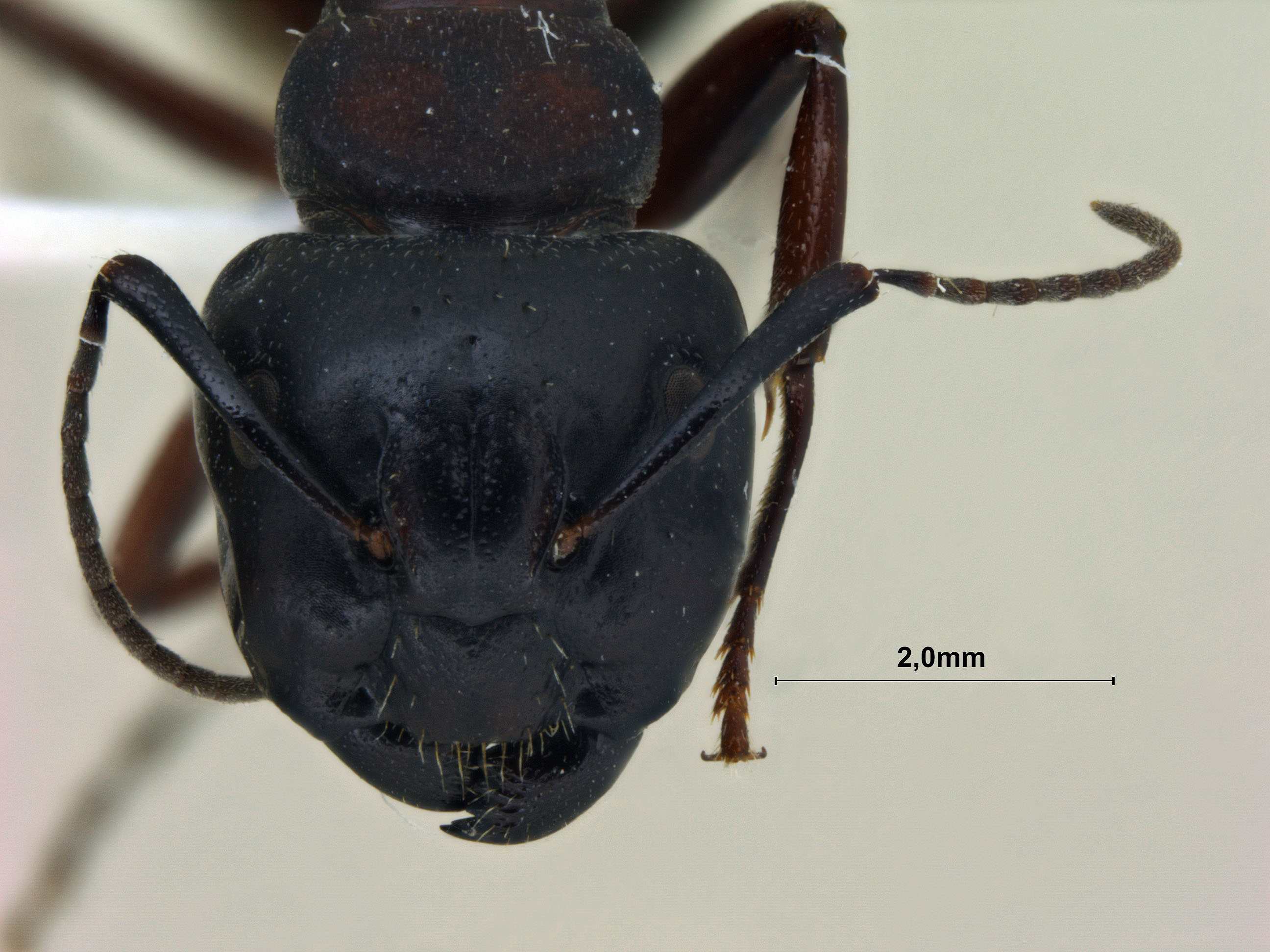 Foto Camponotus sachalinensis Forel, 1904 frontal