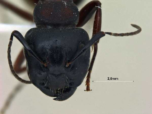 Camponotus sachalinensis Forel, 1904 frontal