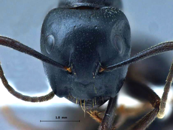 Camponotus sachalinensis Forel, 1904 frontal