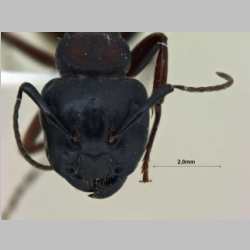 Camponotus sachalinensis Forel, 1904 frontal