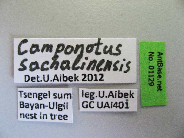 Camponotus sachalinensis Forel, 1904 Label