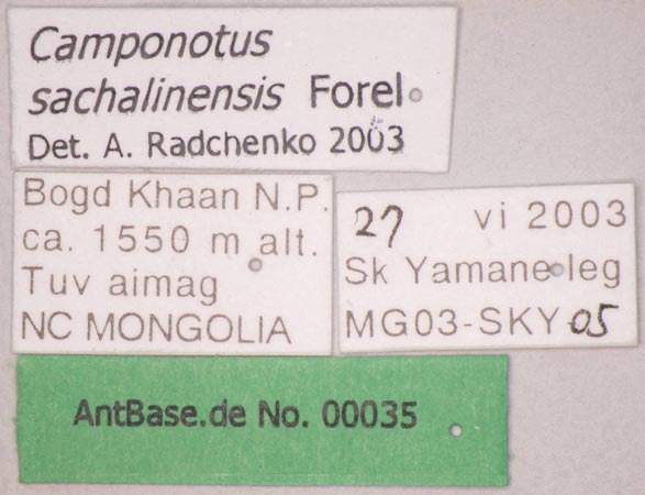 Foto Camponotus sachalinensis Forel, 1904 Label