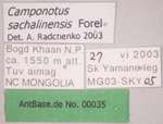 Camponotus sachalinensis Forel, 1904 Label